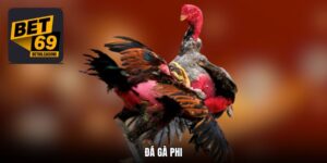 Đá Gà Phi Trực Tiếp 24/7 Truy Cập Săn Kèo Thơm Tại Bet69
